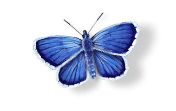 screenshot of the animated Butterfly